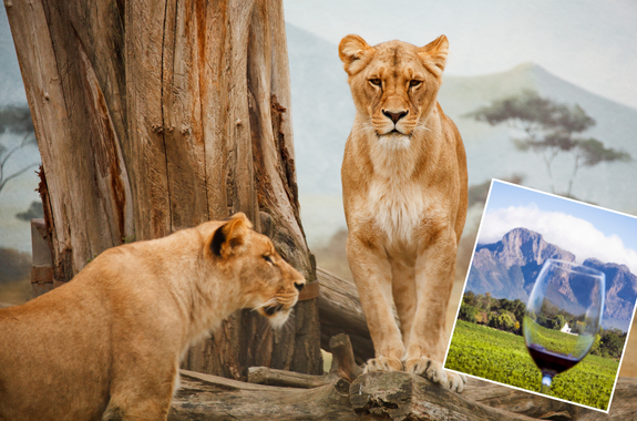 Sudafrica Sito + App